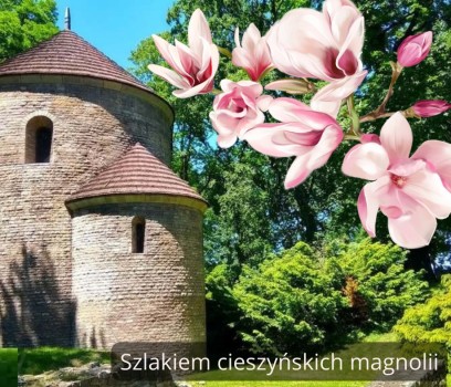 Cieszyn_Magnolie